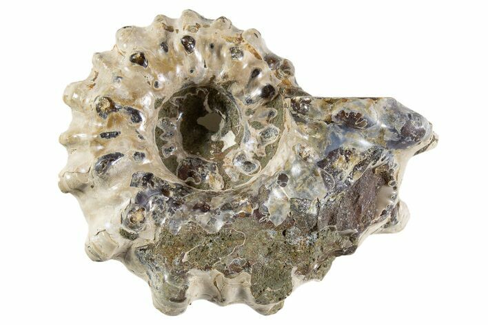 Bumpy Ammonite (Douvilleiceras) Fossil - Madagascar #343801